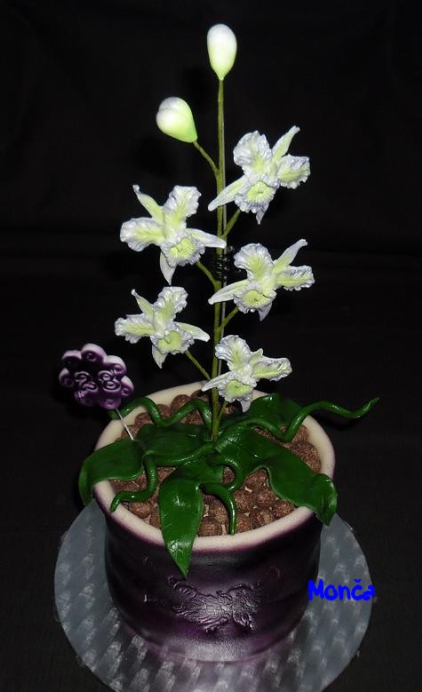 Orchidea v květináči II  0
